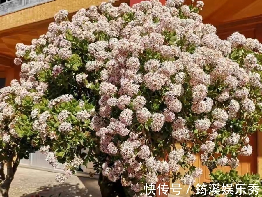 5种“大叶花”轻易不开花,开花就带“好兆头”,养一盆你就赚