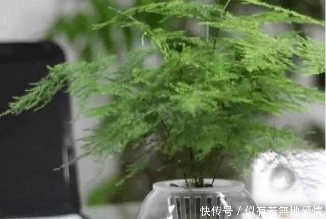 适合水培6种的植物,新手也不担心会养死,你会选哪种?