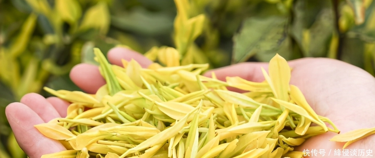  什么是黄金芽，这个茶叶品种好吗？