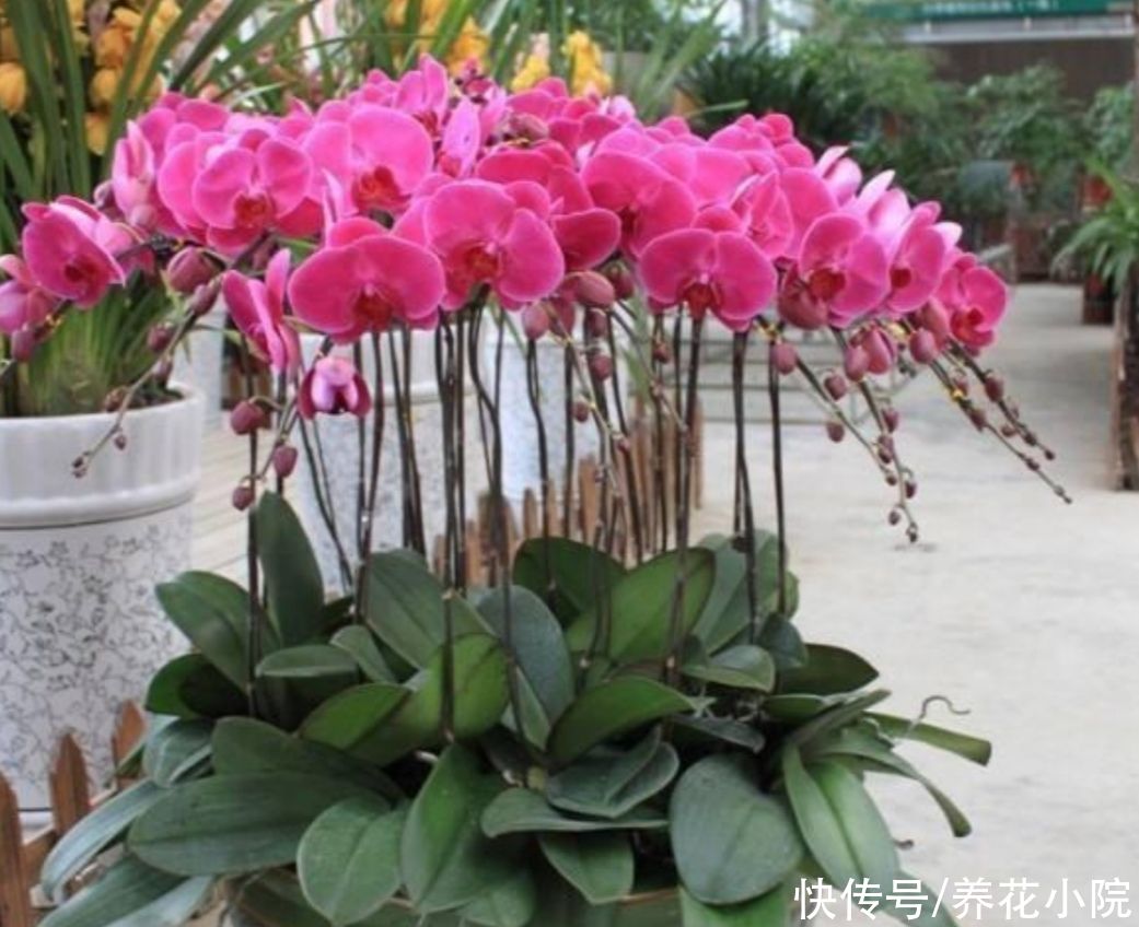 种花|夏天别买6种花，天热就休眠，太不好养