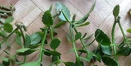 扦插长寿花只需“一根枝”，7天就生根，怎么扦插怎么活