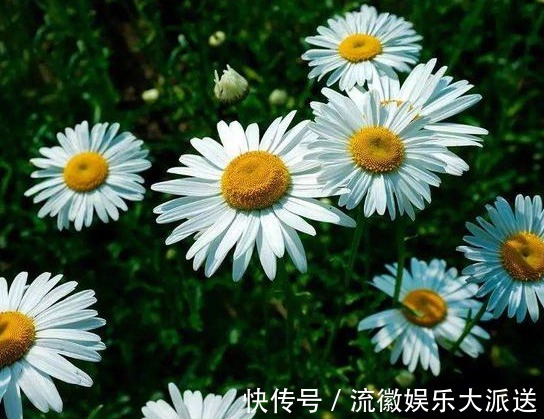 除虫菊除虫菊|夏季养花试试这几朵,天然的驱蚊盆栽,好看好养活