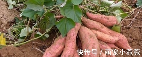 饭键|秋季健脾很重要,分享八种健脾的食物,多吃它们,顺利过秋季