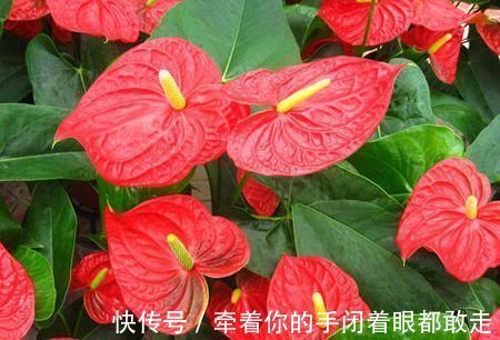 扶桑花|4种“花长寿”，一开花一整年，365天不间断，养一盆老划算