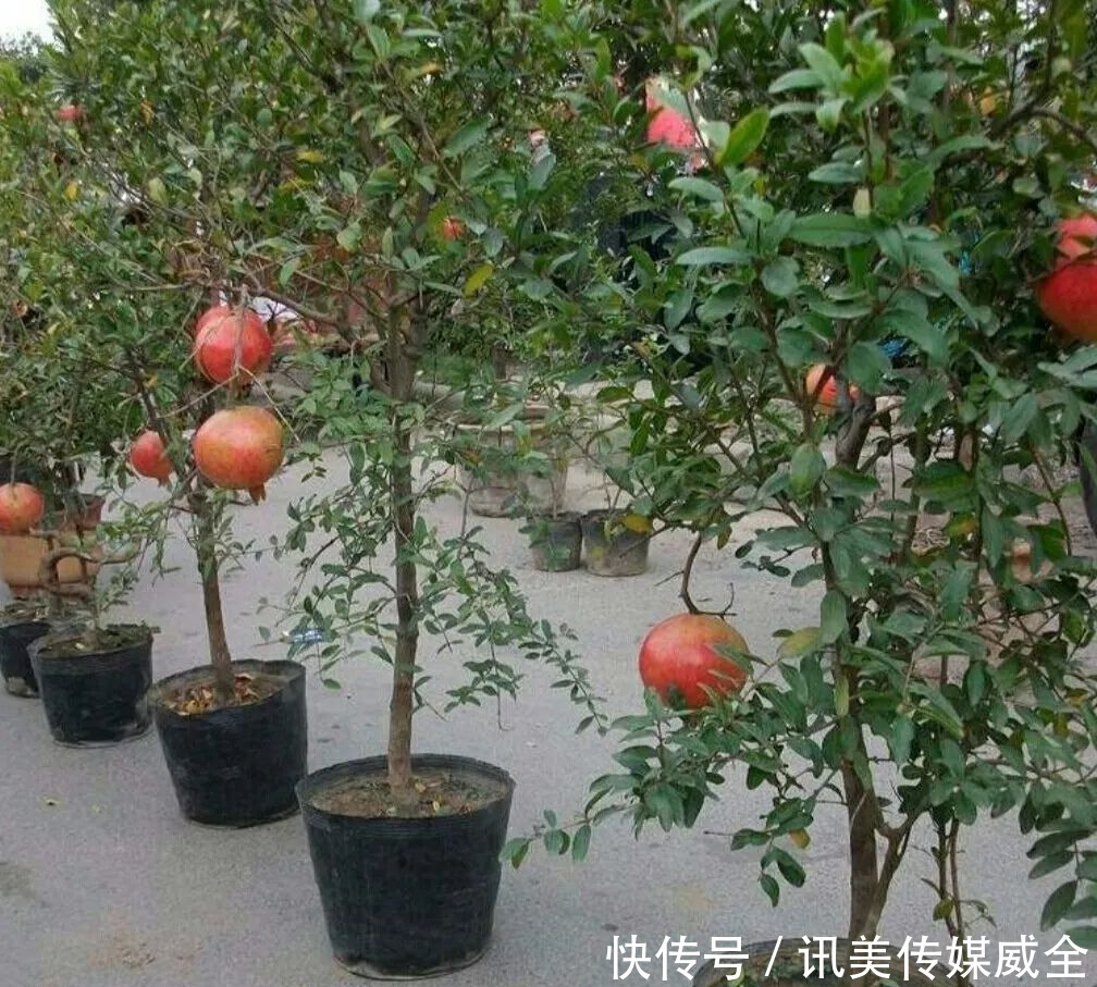 院子里养上4种藤本花卉,花期开成花海,犹如美丽画卷