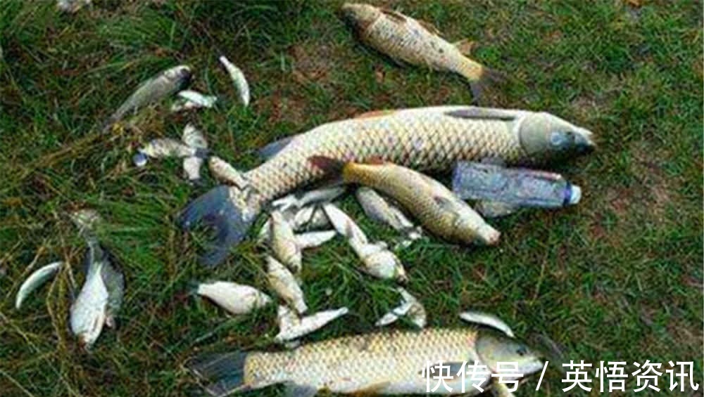 钓鱼技巧:钓位选择要分四步走,别说没鱼,鱼都在这里扎堆了!