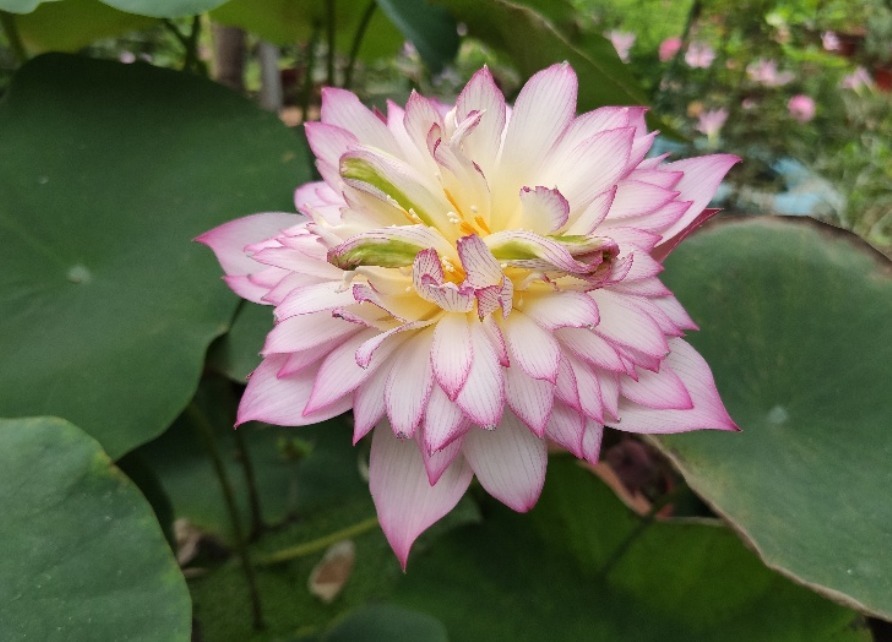 6种花只需种一盆,就能年年开花,想养死都难,而且越长越多