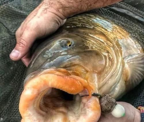 在欧洲钓鲤鱼是一项非常高大上的运动,一套装备要几干欧