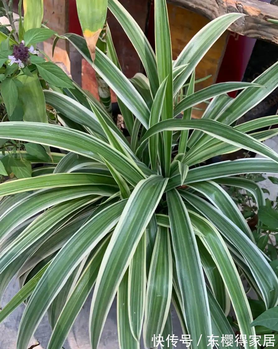 紫茉莉|秋天养金边吊兰，做好两件小事，更加肥壮旺盛，大不一样