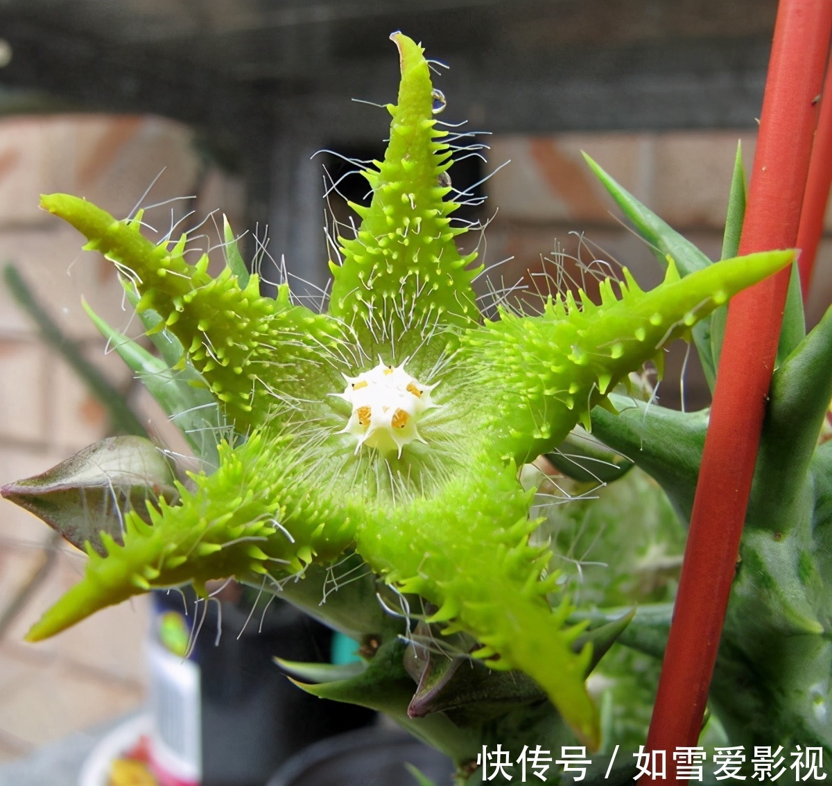 植株|养这几种花太省事了，放在阳台晒太阳，少浇水还能开花