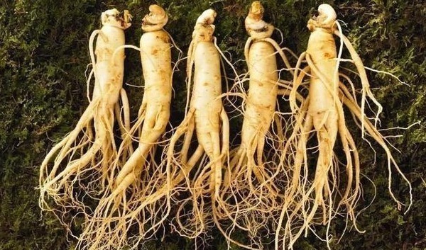 人参|农村一种“假人参”，营养大的惊人，可吃可入药，见到不要错过
