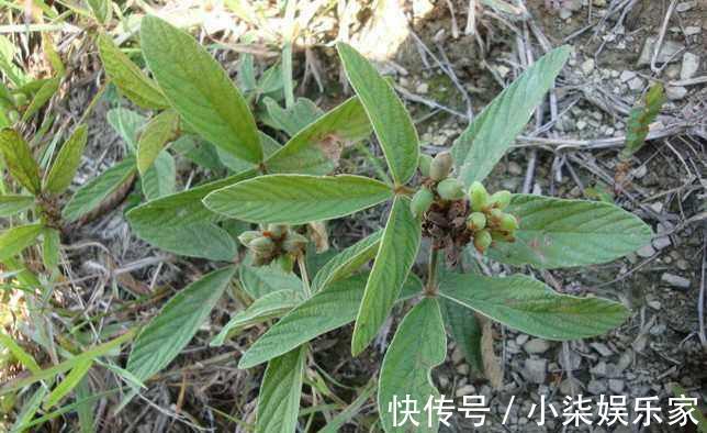 良药|乡下一植物根价值珍贵，是治疗风湿和牙痛的良药，药用价值高