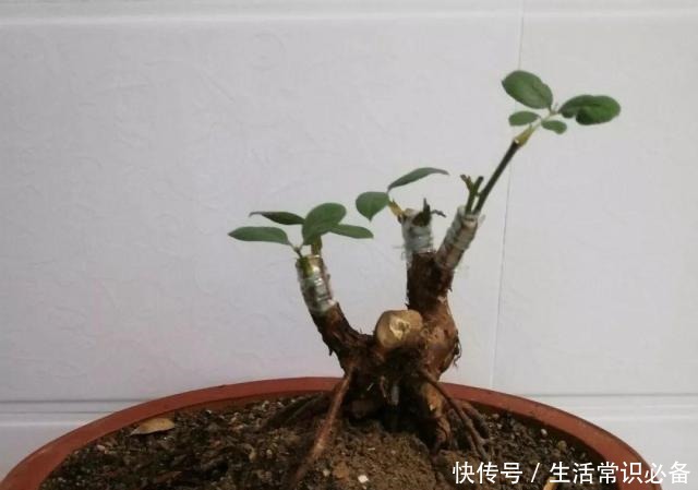 普通的月季苗，他养2年，变成一棵大花树，咋做到的！