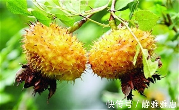 食物|人到中年想长寿，坚持吃三种食物，增进食欲、保护肝脏