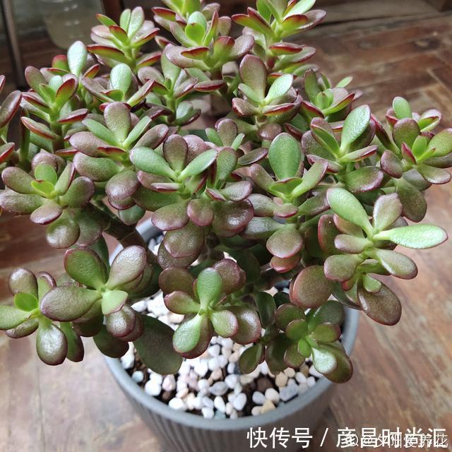 3种花要“穷养”，塞进小盆少浇水，长得格外好