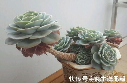 光照|新手养多肉植物，了解掌握4个要点，保准养一个旺一个