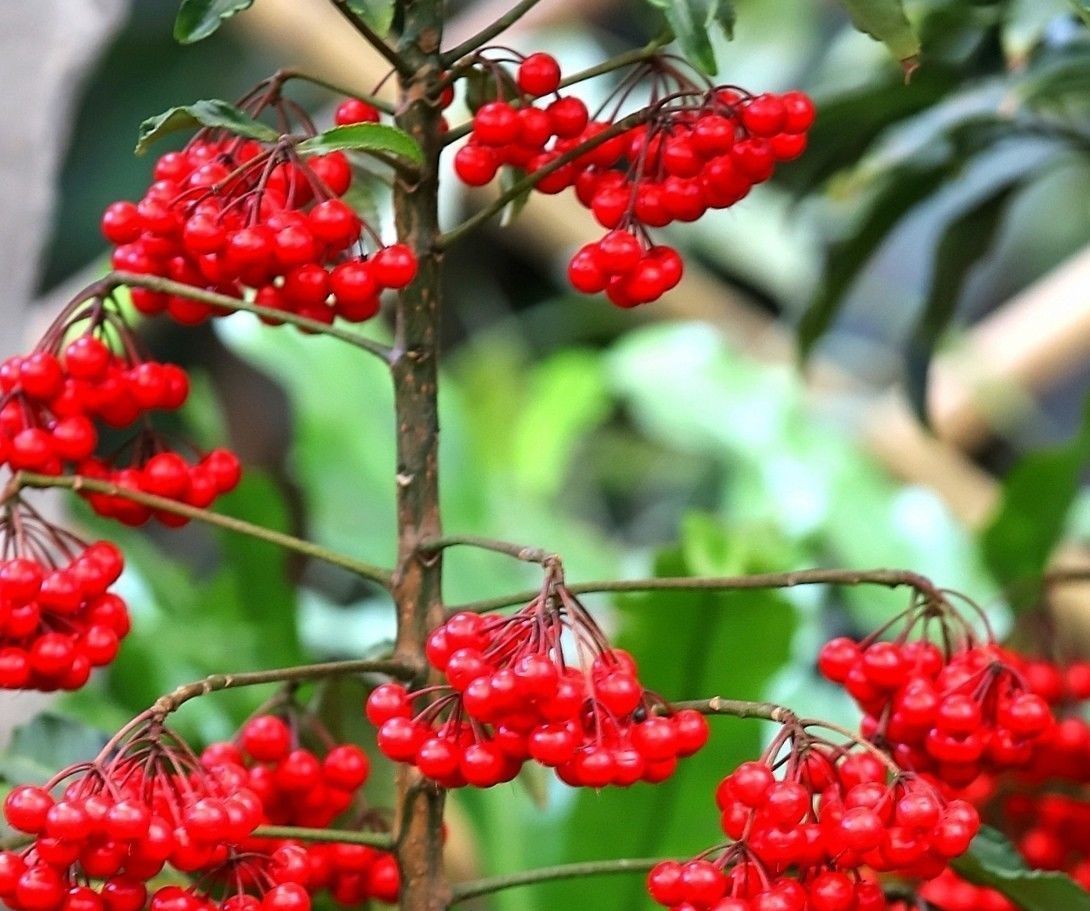 招财|家里养这3种花的有福了,旺财又旺宅,招财纳福好运不停