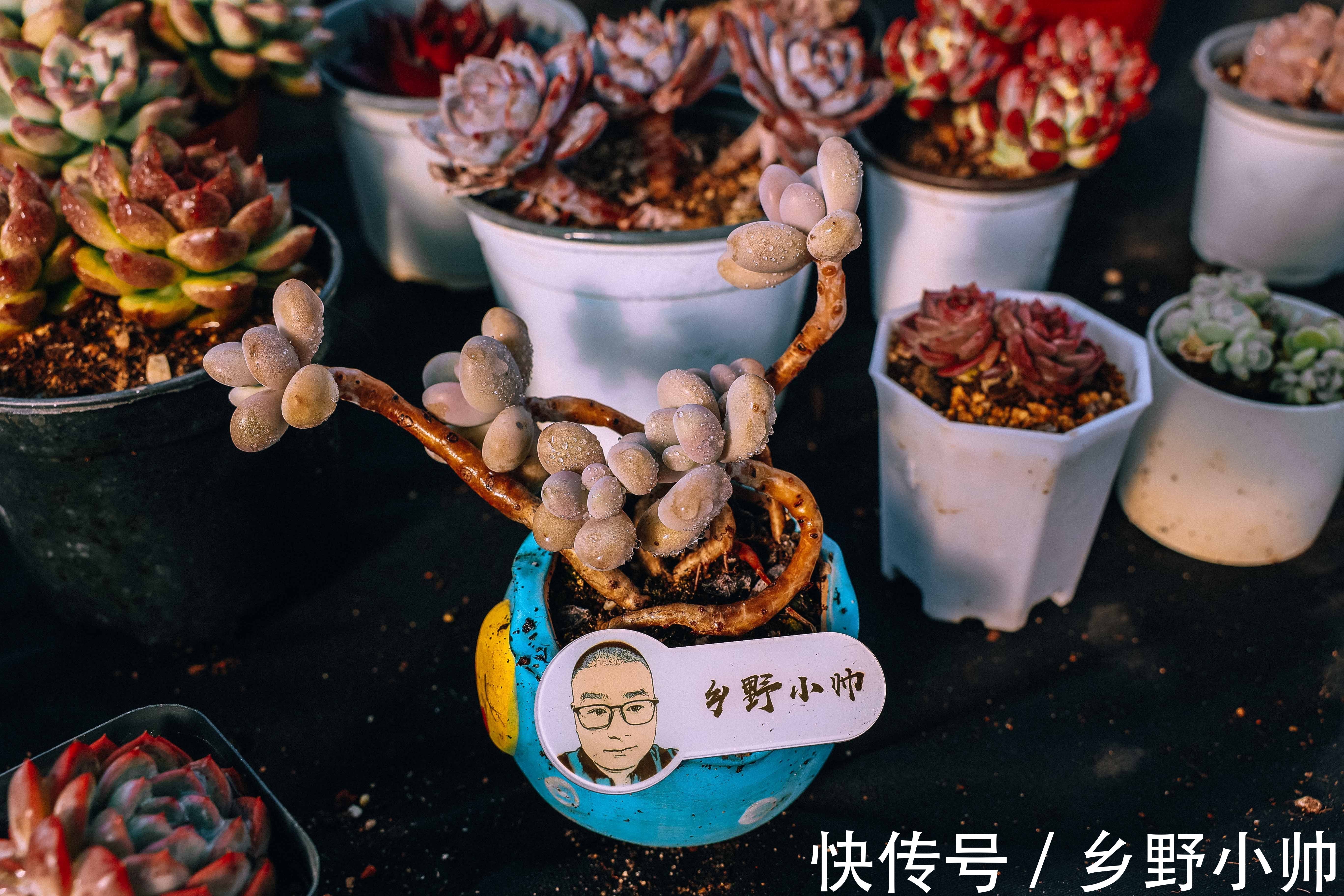 冬天买回家的多肉怎么处理?做好2个准备,做对3个步骤