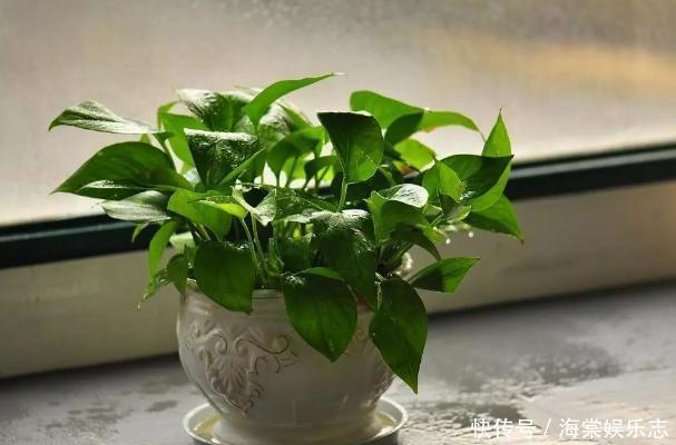 卧室養花不了解這些,隨意盆栽可能會引發失眠、沒精神、一身病