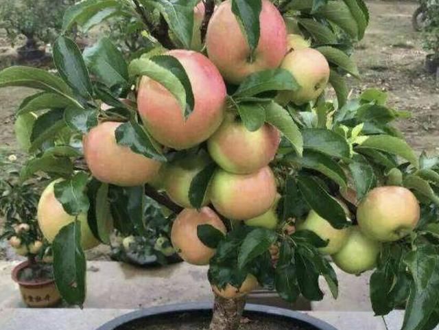2种果树好养，摆家里当“盆栽”，结出“8斤果”，想吃即摘，方便