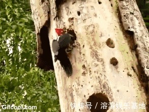 母親|趙菁被老虎拖走后,母親奮不顧身丈夫猶豫,并不是丈夫窩囊