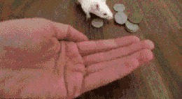 |搞笑GIF:趁还没娶回家,大哥赶紧退婚吧,为你好!