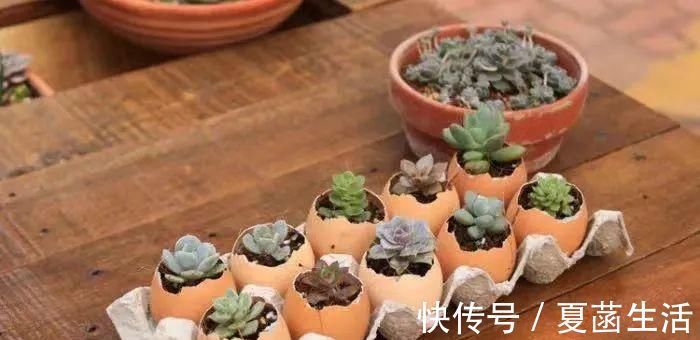 土壤肥力|家里的鸡蛋壳不要扔,拿来养花妙用多,现在知道还不晚!