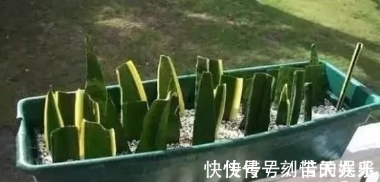 蟹爪兰|养花爱好者看过来这15种花现在“扦插”，生根快，一个周就长芽