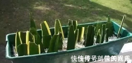 养花爱好者看过来这15种花现在“扦插”,生根快,一个周就长芽