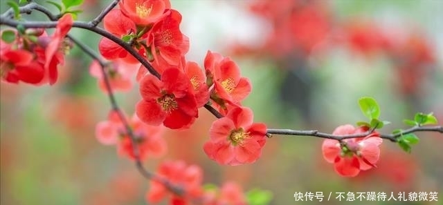 海棠经雨胭脂透|行走在浅夏,看繁花如梦,一路芳华