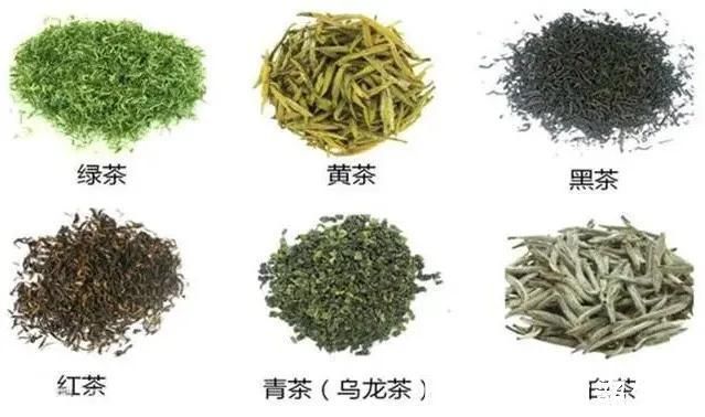 乌龙茶|喝茶益健康,助力长寿,108岁的茶学界泰斗,堪称“长寿标本”