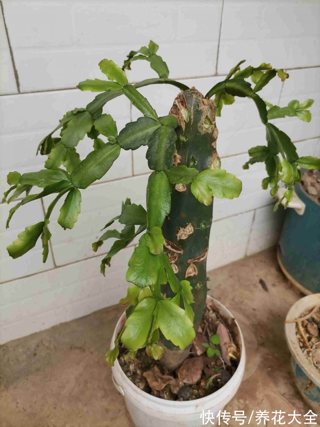 芦荟|6种花冬天别浇水，浇多了就烂根，管住手最重要