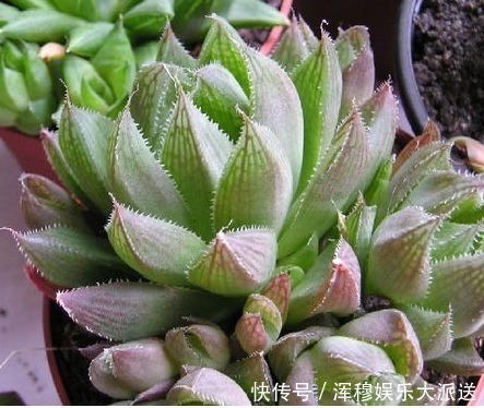 此花是晶莹剔透的宝石,闪耀靓丽波光粼粼,让人感到无尽的幸运!