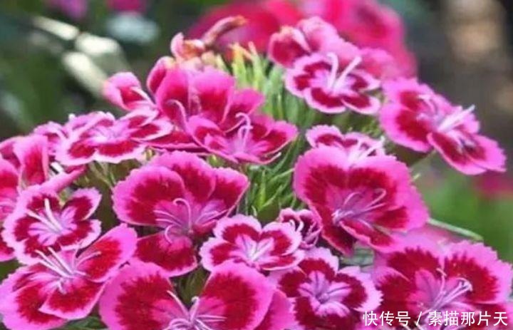 4种花爱开花,一开就是300多天,花姿妖娆,四季繁花似锦,美