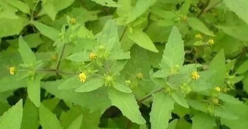  豨莶草|每日医药——豨莶草