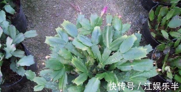 浇水|蟹爪兰发出这个“信号”,一定不要忽视,是在提醒你