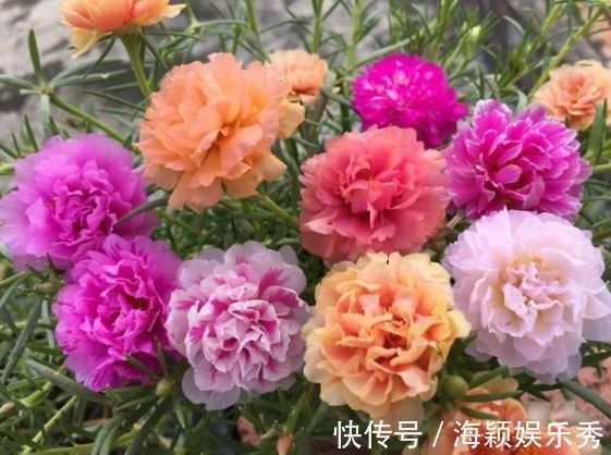 蟹爪兰|此款花卉，花艳易爆盆，开花幽香暗淡，养盆放阳台美极了