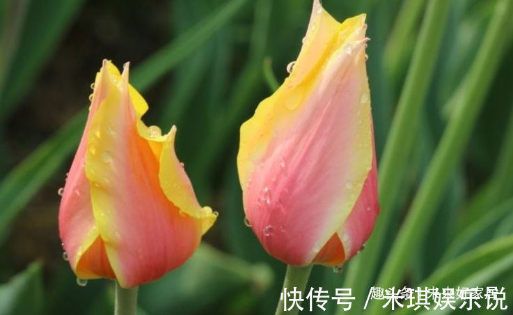 喜欢养花,就养盆“稀有花卉”变色郁金香,花开会变色,梦幻华贵