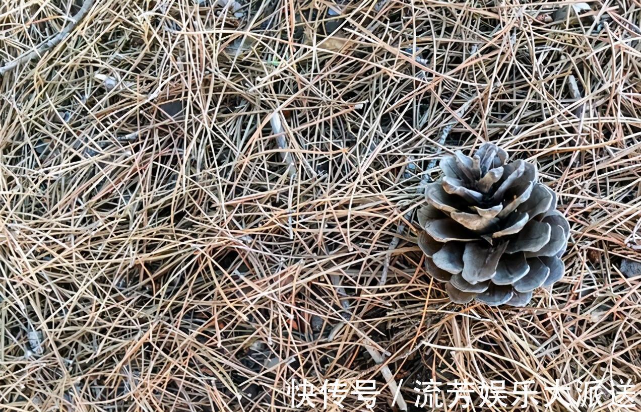 花草|松针可以直接养花吗农村大嫂教你一招，花卉枝繁叶茂花开不断