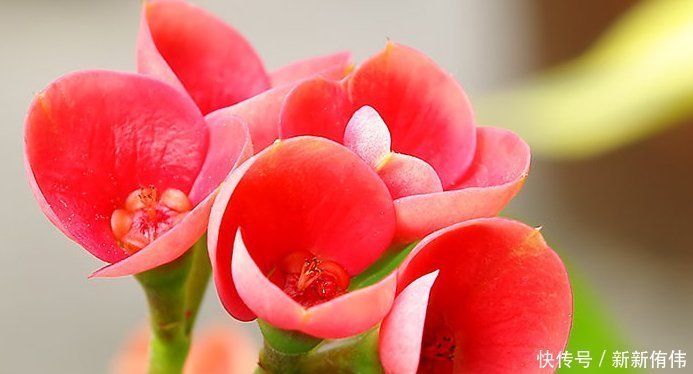 四季海棠|喜欢养花，就养这4种花，并且非常好养，一年四季都有花