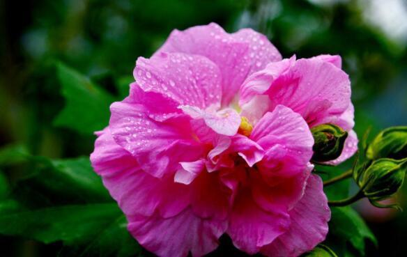 喜欢养花，不如养盘芙蓉花，小巧别致，花香扑鼻