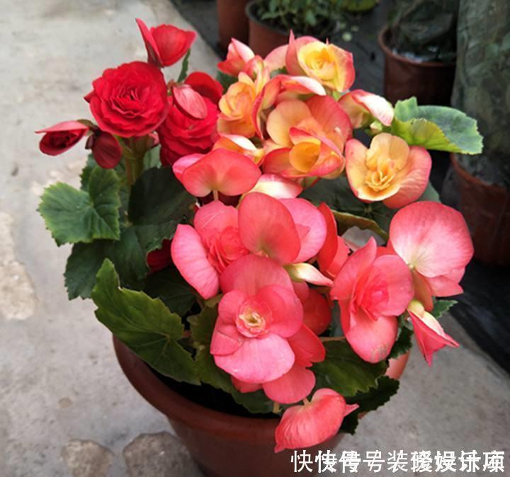 此1种花，花期超长，能开9个月，养一盆天天有花看