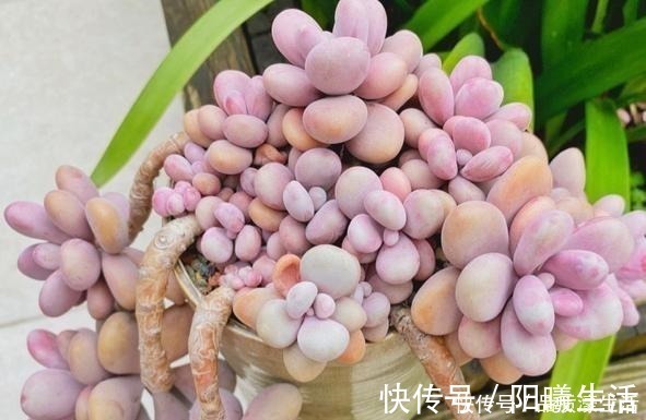 一棵桃蛋能否逆袭,往往看花友否无把握好这6点!