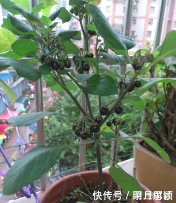 小病|这种花是“解毒高手”,家里养一盆,再也不怕“小病小灾”