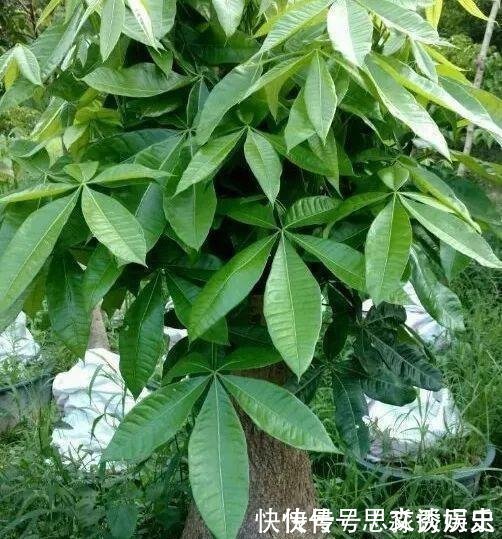  10米长的绿萝,阳台放不下了,看看他是怎么养的吧