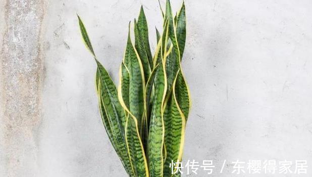 修剪|喜欢养花，先戒掉7个坏习惯，不然啥花也养不好，你占了几个？