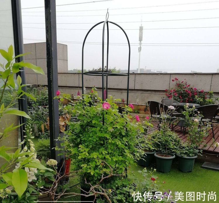 菜地|2年前买了个300㎡的露台，打造成屋顶花园，过上了田园生活