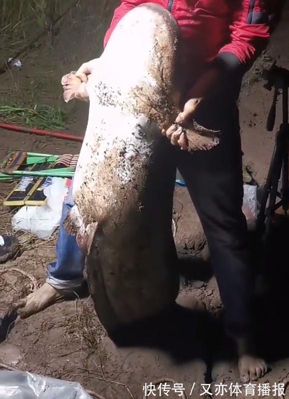 西江80斤鲶鱼王被人钓起!几乎与人等高,网友:应该放生