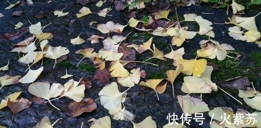 鸭脚！宋代两首赞美银杏的七绝，充满趣味，更令人深思