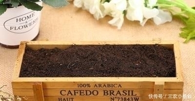 你家附近有这种树吗？树下挖几铲，就是“万能土”，养啥花也旺